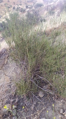 Ephedra chilensis