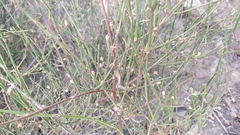 Ephedra chilensis