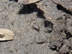 Myrmecophilus pergandei