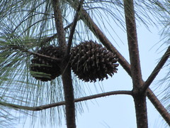 Pinus pseudostrobus apulcensis