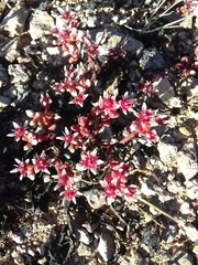 Sedum vinicolor