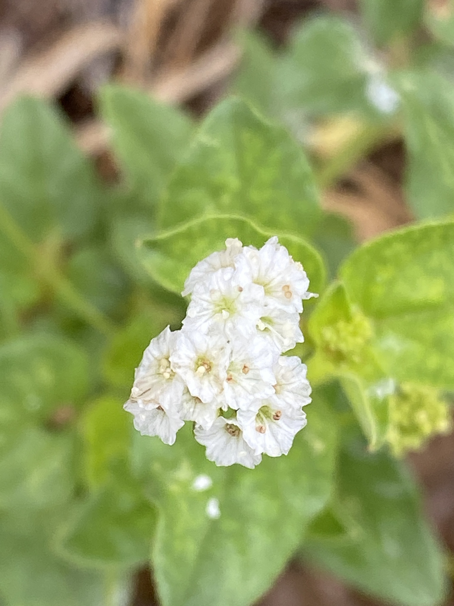 Boerhavia albiflora
