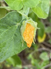 Abutilon albescens