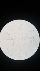 Melanoleuca strictipes