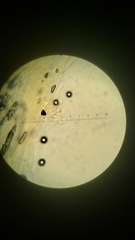 Melanoleuca strictipes