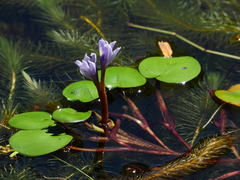 Pontederia diversifolia