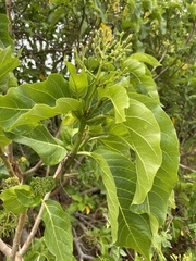 Pisonia grandis