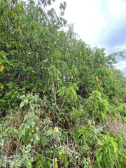 Pisonia grandis