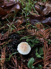 Hygrophorus graveolens