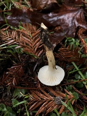 Hygrophorus graveolens