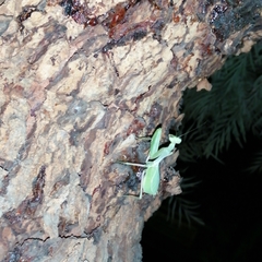 Mantidae