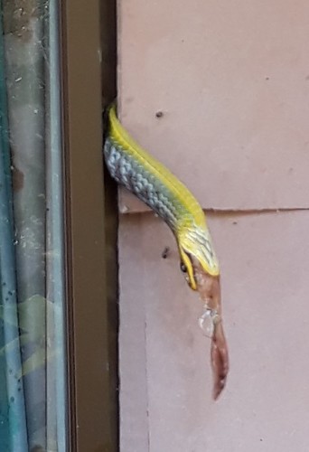 Common Tree Snake sighting