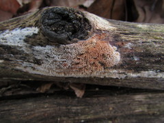 Ceriporia purpurea