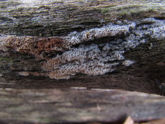 Ceriporia purpurea