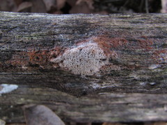Ceriporia purpurea