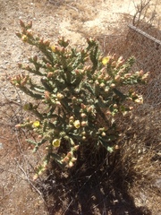 Cylindropuntia bernardina
