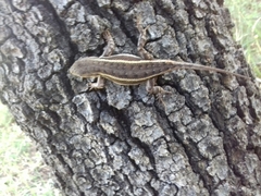 Sceloporus virgatus