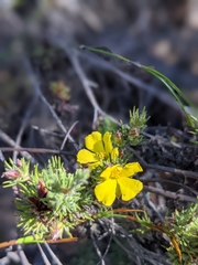 Hibbertia fasciculata