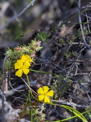 Hibbertia fasciculata