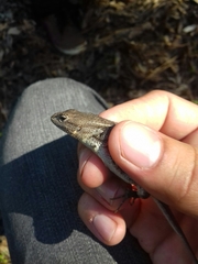 Sceloporus virgatus