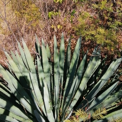 Agave angustifolia rubescens