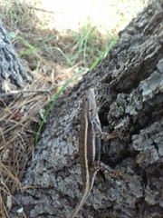 Sceloporus virgatus