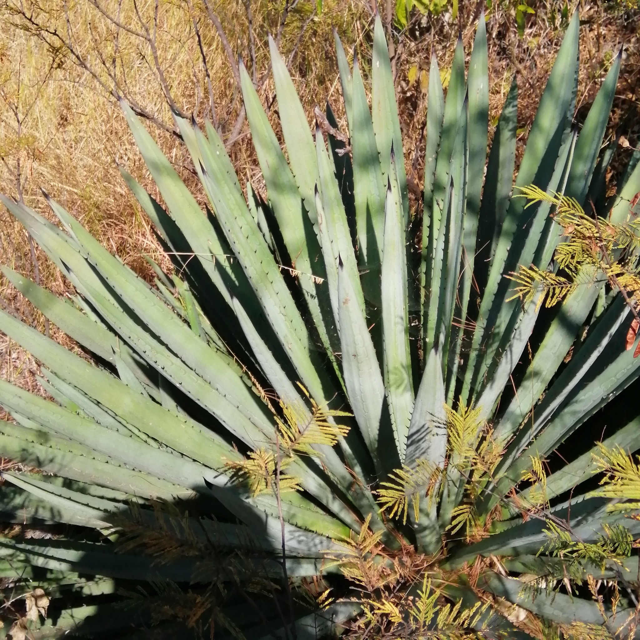 Agave rubescens Salm-Dyck 2