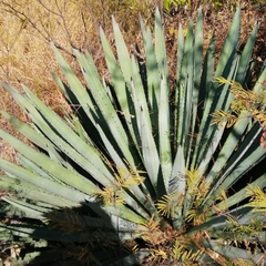 Agave angustifolia rubescens