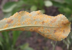 Puccinia glomerata