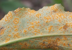 Puccinia glomerata