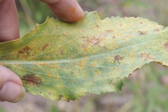Puccinia glomerata