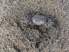 Ocypode gaudichaudii