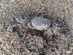 Ocypode gaudichaudii