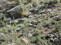 Geospizopsis unicolor