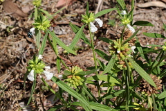 Leucas lavandulifolia