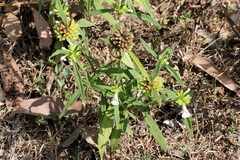 Leucas lavandulifolia