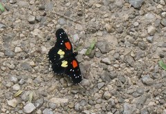 Chlosyne gaudialis gaudialis