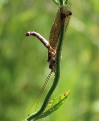 Ululodes macleayanus