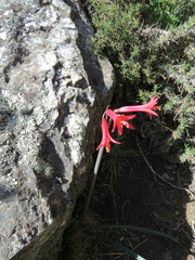Zephyranthes graciliflora