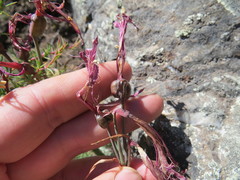 Zephyranthes graciliflora