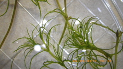 Najas minor