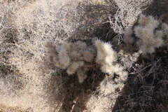 Cylindropuntia chuckwallensis