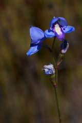 Disa graminifolia