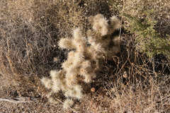 Cylindropuntia chuckwallensis