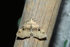 Metalectra quadrisignata