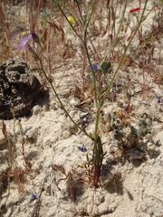 Gilia tenuiflora amplifaucalis
