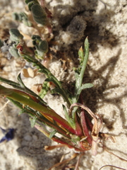 Gilia tenuiflora amplifaucalis
