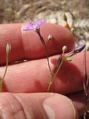 Gilia tenuiflora amplifaucalis