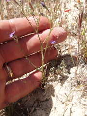 Gilia tenuiflora amplifaucalis