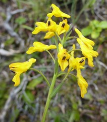 Corydalis juncea